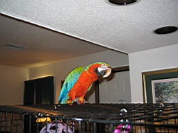 White River in Arkansas 152.jpg